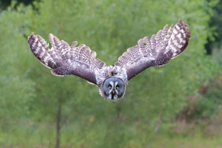 Great Gray Owl or Lapland Owl (Strix nebulosa) flying on the bank of a lake in Gelderland in the Netherlandsの写真素材