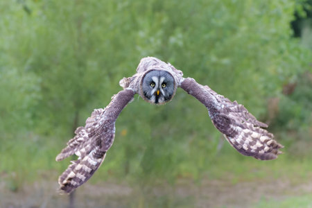 Great Gray Owl or Lapland Owl (Strix nebulosa) flying on the bank of a lake in Gelderland in the Netherlandsの写真素材