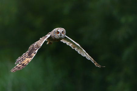 Beautiful long-eared owl (Asio otus) flying over an open spot in the forest of Noord Brabant in the Netherlands.の写真素材