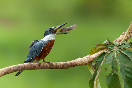 Ringed Kingfisher (Megaceryle torquata) eating a fish in the wetlands in the North Pantanal in Brazil. Green background.の写真素材
