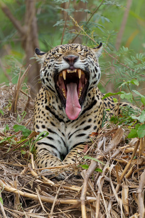 Jaguar (Panthera onca) hanging around in the Northern Pantanal in Mata Grosso in Brazilの写真素材