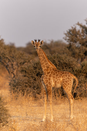 Giraffe . South African giraffe or Cape giraffe (Giraffa giraffa or camelopardalis giraffa) hanging around in Mashatu Game Reserve in the Tuli Block in Botswanaの写真素材