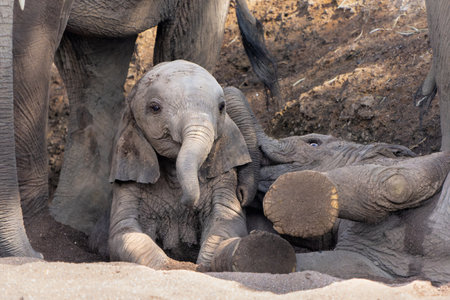 Elephant baby playing and spending time in Mashatu Game Reserve in the Tuli Block in Botswanaの写真素材