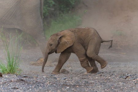 Elephant baby playing and spending time in Mashatu Game Reserve in the Tuli Block in Botswanaの写真素材