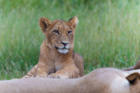 Lion (Panthera leo) cub resting. These lion cubs are resting on the plains in the Okavango Delta in Botswanaの写真素材