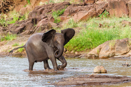 Angry Elephant bull coming out of a river after taking a bath and shows dominant behavior in Mashatu Game Reserve in the Tuli Block in Botswana.の写真素材