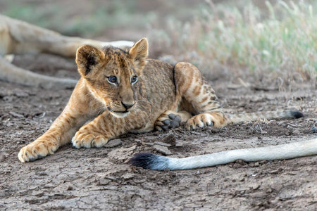 Lion cub hanging around in Mashatu Game Reserve in the Tuli Block in Botswanaの写真素材