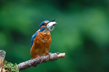 Common European Kingfisher (Alcedo atthis) sitting on a branch above a pool to catch a fish in the forest in the Netherlands with a green backgroundの写真素材