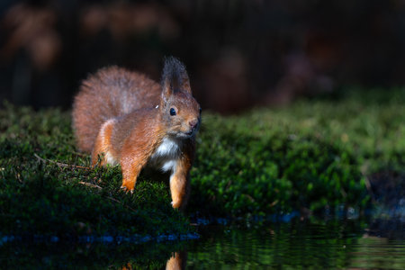Eurasian red squirrel (Sciurus vulgaris) searching for food in the forest in the Netherlands.の写真素材