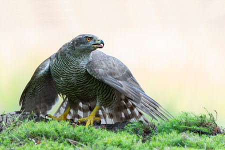 Northern goshawk (accipiter gentilis) protecting its food in the forest of Noord Brabant in the Netherlandsの写真素材