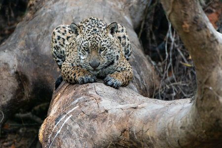 Jaguar (Panthera onca) resting in the Northern Pantanal in Mata Grosso in Brazil