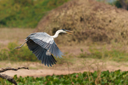 cocoi heron (Ardea cocoi) flying and searching for food in the wetlands of the North Pantanal, Mato Grosso, Brazilの写真素材