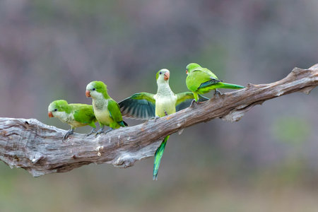 Monk Parakeet (Myiopsitta monachus), also known as the Quaker parrot, just coming out of their nest in the early morning in the Pantanal North, Mato Grosso in Brazilの写真素材