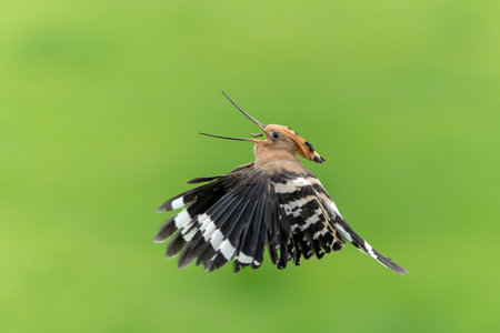 Eurasian hoopoe (Upupa epops) flying while searching for food in a meadow in the Netherlandsの写真素材