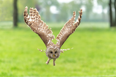 Ural owl (Strix uralensis) flying in the meadow in Gelderland in the Netherlandsの写真素材