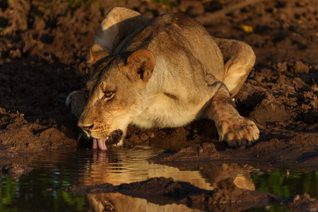 Lioness (Panthera Leo) drinking from a small pool in the warm light of the late afternoon in Mashatu Game Reserve in the Tuli Block in Botswanaの写真素材