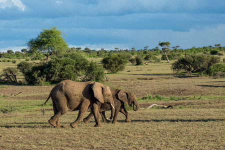 Elephants herd walking in Mashatu Game Reserve in the Tuli Block in Botswanaの写真素材
