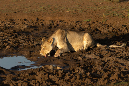 Lioness (Panthera Leo) drinking from a small pool in the warm light of the late afternoon in Mashatu Game Reserve in the Tuli Block in Botswanaの写真素材