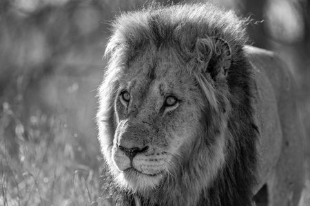 Lion male hanging around in the Kruger National Park in South Africaの写真素材