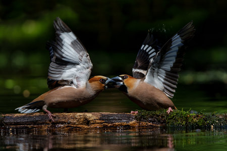 Hawfinch (Coccothraustes coccothraustes) male fighting in the forest of Noord Brabant in the Netherlands.の写真素材