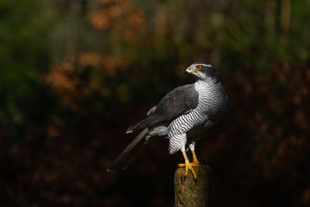 Northern goshawk (accipiter gentilis) searching for food in the forest of Noord Brabant in the...