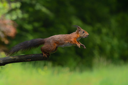 Eurasian red squirrel (Sciurus vulgaris) jumping in the forest of Noord Brabant in the Netherlands.の写真素材