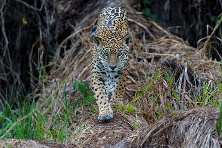Jaguar (Panthera onca) on the riverbank in a chanel of the Cuiaba River in the Northern Pantanal in Mata Grosso in Brazilの写真素材