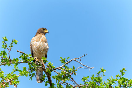 The roadside hawk (Rupornis magnirostris) is a relatively small bird of prey ans was sitting in top of a tree in the Northern Pantanal, Mato Grosso, Brazilの写真素材