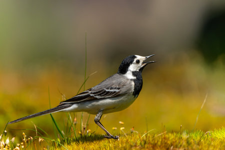 Pied Wagtail or White Wagtail (Motacilla alba) hanging around a pond for a drink and some food in the Netherlandsの写真素材