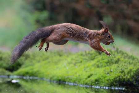 Eurasian red squirrel (Sciurus vulgaris) jumping in the forest of Noord Brabant in the Netherlands. Green backgroundの写真素材