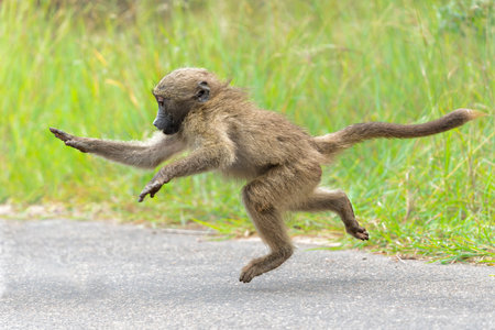 Young baboon hanging around and playing in Kruger National Park in South Africaの写真素材