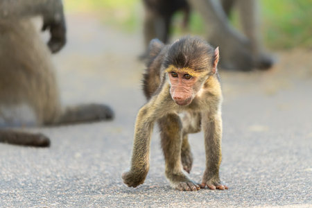 Young baboon hanging around and playing in Kruger National Park in South Africaの写真素材