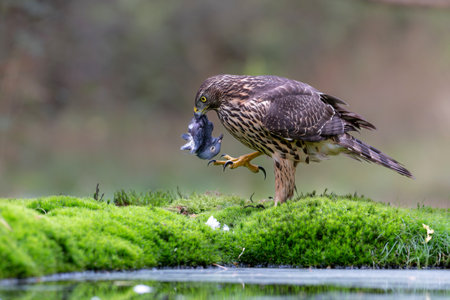 Juvenile Northern Goshawk (accipiter gentilis) searching for food in the forest in the Netherlandsの写真素材