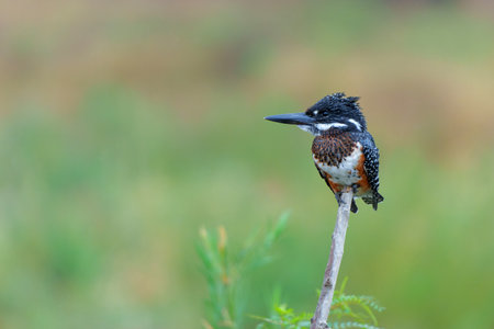Giant Kingfisher (Megaceryle maxima) sitting before fishing in the Olifants river in Kruger National Park in South Africaの写真素材