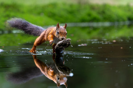 Eurasian red squirrel (Sciurus vulgaris) searching for food in the forest of Noord Brabant in the Netherlandsの写真素材
