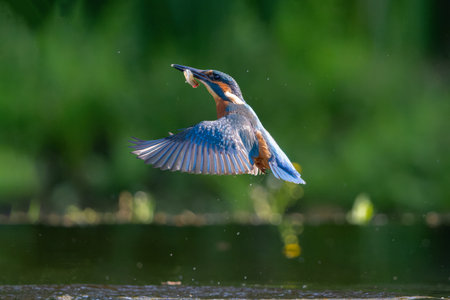 Common Kingfisher (Alcedo atthis) flying and diving for fish in the forest in the Netherlandsの写真素材