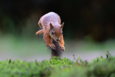 Eurasian red squirrel (Sciurus vulgaris) searching for food in the forest of Noord Brabant in the Netherlandsの写真素材