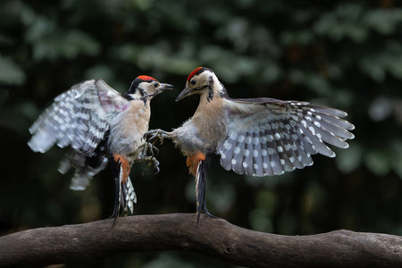 Great spotted woodpecker (Dendrocopos major) fighting in the forest in the Netherlandsの写真素材