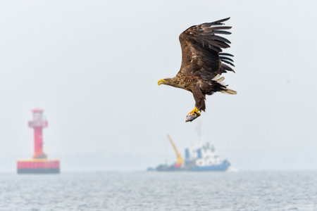 White Tailed Eagle (Haliaeetus albicilla), also known as Eurasian sea eagle and white-tailed sea-eagle. The eagle is flying to catch a fish in the delta of the river Oder in Polandの写真素材
