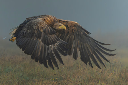 eagle flying. White tailed eagles (Haliaeetus albicilla) flying at a field in the forest of Poland...