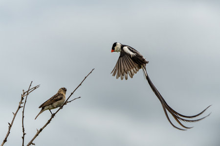Pin-tailed Whydah male fluttering and courting in the air to impress the female in the breeding season in Hluhluwe Imfolozi Game Reserve in Kwa Zulu Natal in South Africaの写真素材