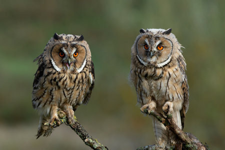 Beautiful long-eared owl (Asio otus) adult and juvenile sitting on a branch in Gelderland in the...