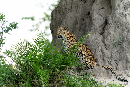 Leopard female in the green season. She was looking around for prey in the Okavango Delta in...
