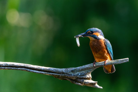Common Kingfisher (Alcedo atthis) sitting on a branch and fishing in the forest in the Netherlandsの写真素材