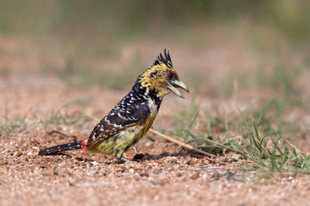 Crested Barbet (Trachyphonus vaillantii). The barbet is searching for prey in Kruger National Park- South Africaの写真素材