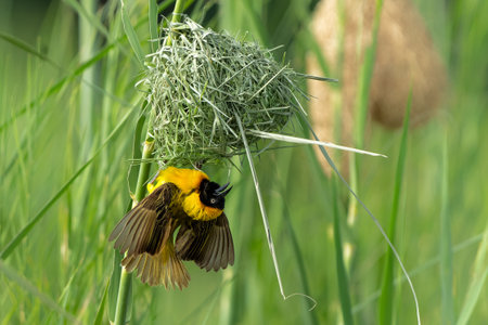 Lesser Masked Weaver (Ploceus intermedius) male building a nest and trying to impress a female in...