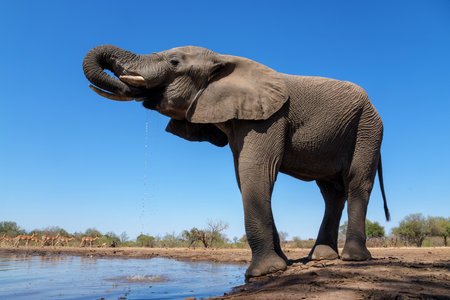 Elephants drinking and taking a bath in a waterhole in Mashatu Game Reserve in the Tuli Block in Botswana.の写真素材
