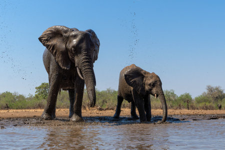 Elephants drinking and taking a bath in a waterhole in Mashatu Game Reserve in the Tuli Block in Botswana.の写真素材