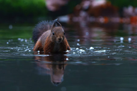 Eurasian red squirrel (Sciurus vulgaris) searching for food in the winter in the forest in the South of the Netherlands.の写真素材