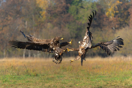 Eagle fight. White tailed eagles (Haliaeetus albicilla) fighting for food on a field in the forest...